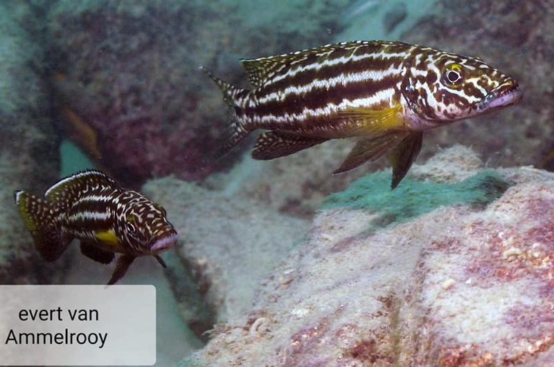 Lepidiolamprologus kendalli 'Sumbu NP'